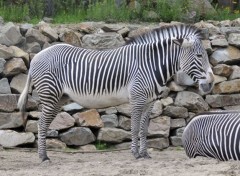  Animaux Zèbre du zoo d'Amsterdam