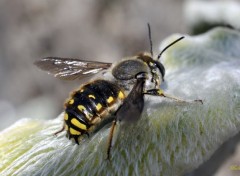  Animaux Encore un abeille