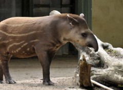  Animaux Tapir du zoo d'Amsterdam