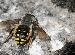  Animaux Un autre abeille