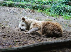  Animaux Image sans titre N310858