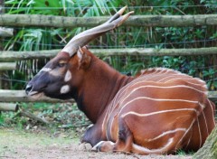  Animaux Image sans titre N311027