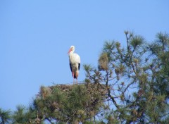  Animaux Madame la cigogne