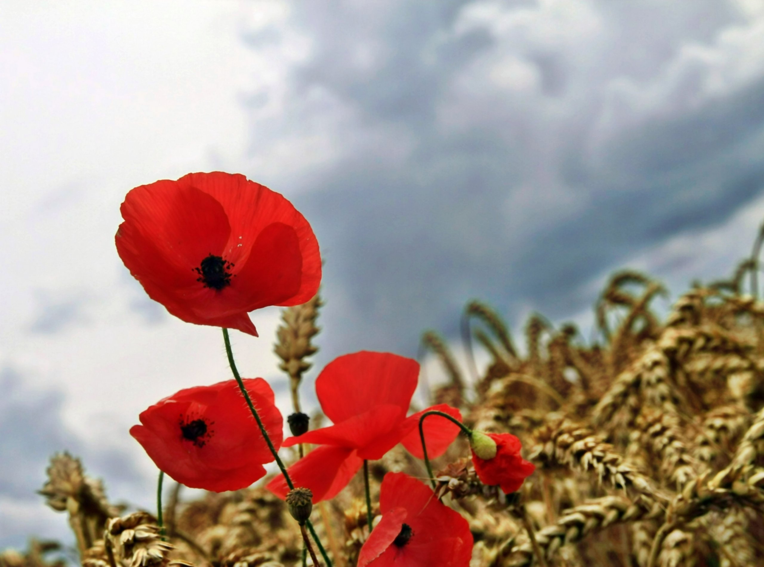 Fonds d'cran Nature Fleurs 