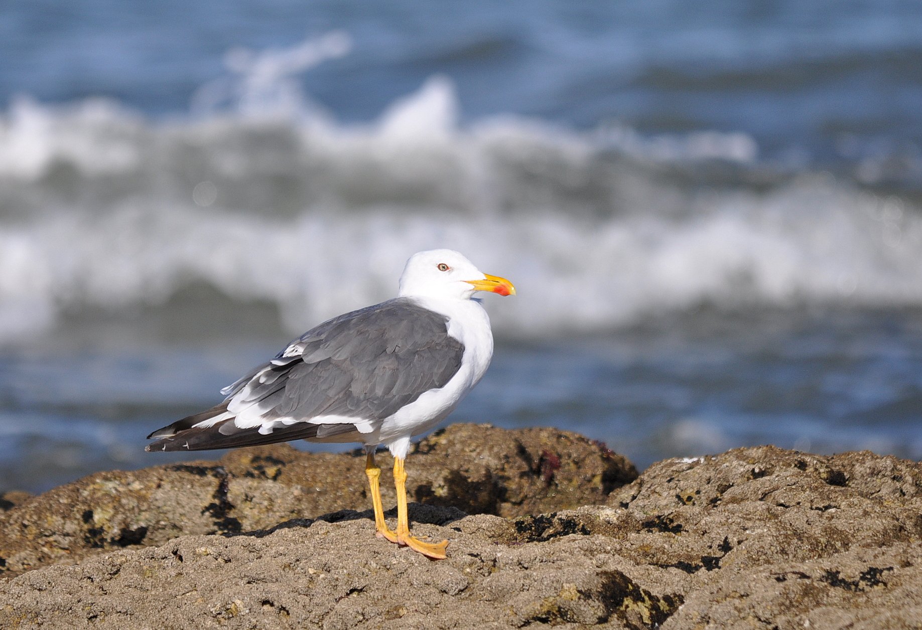 Wallpapers Animals Birds - Gulls Goéland