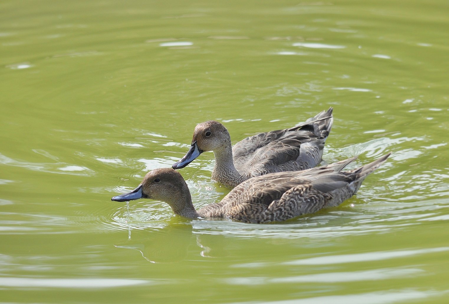 Wallpapers Animals Birds - Ducks Pilet femelles 