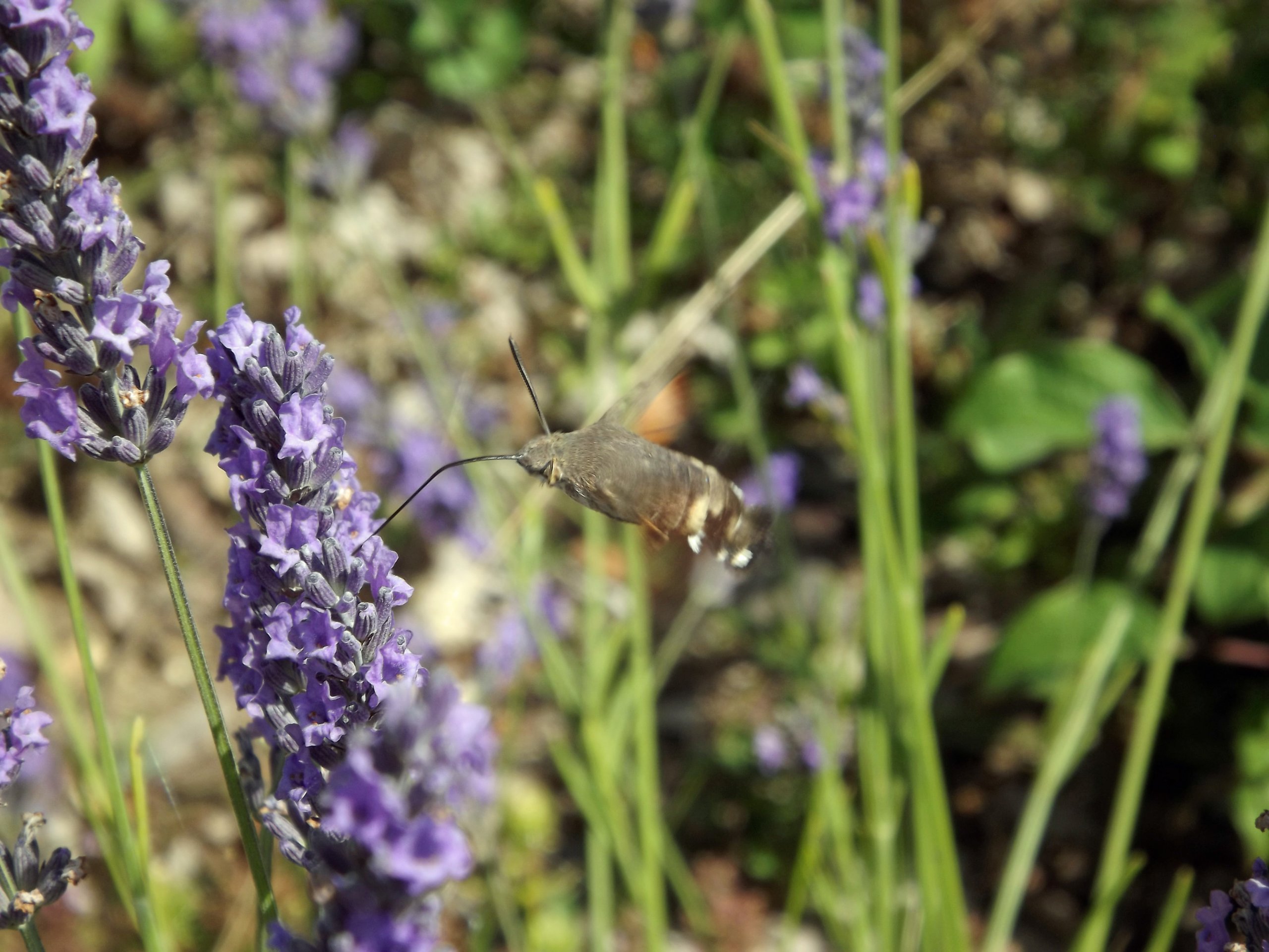 Wallpapers Animals Insects - Bombyles 