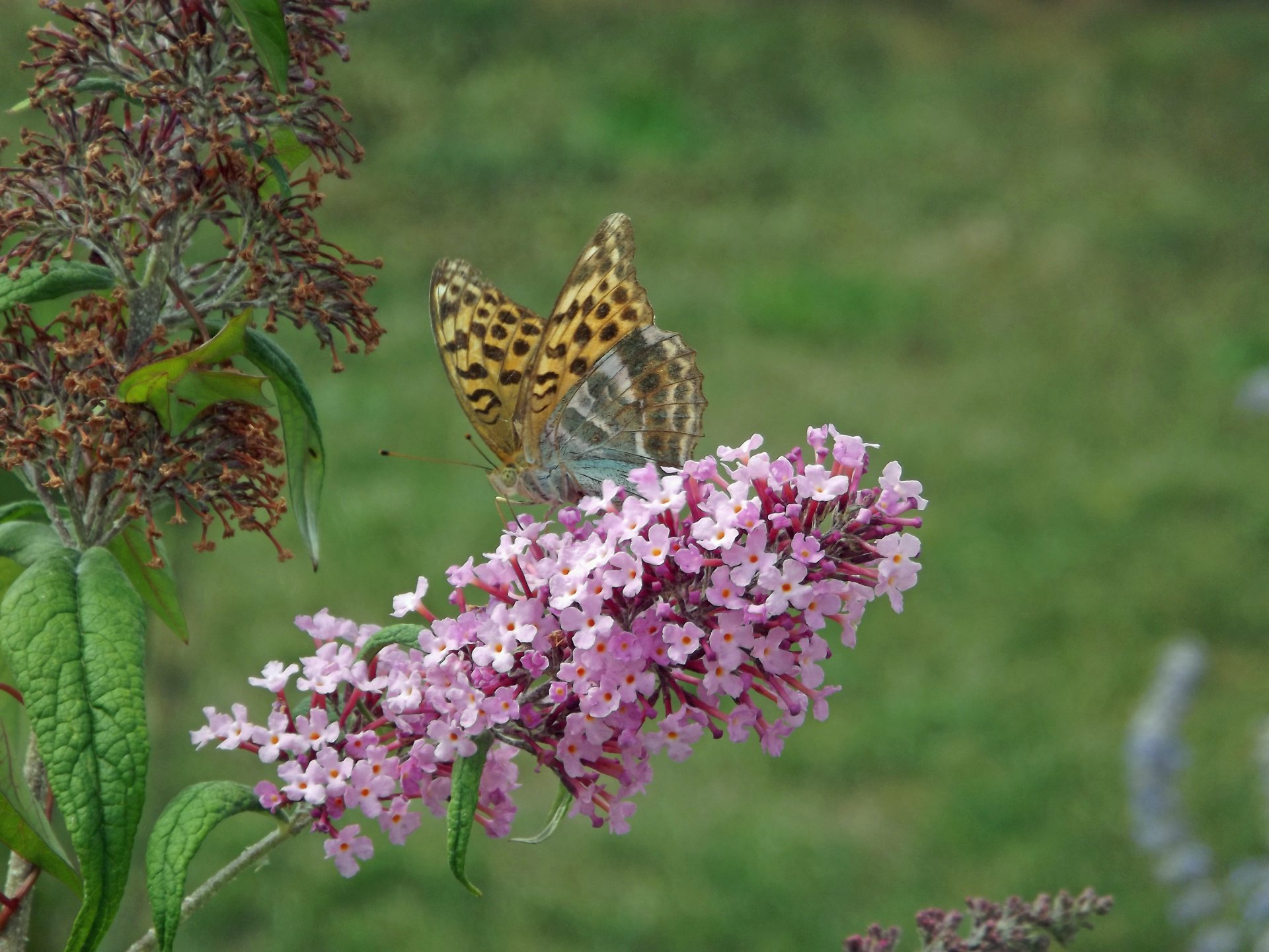 Fonds d'cran Animaux Insectes - Papillons 