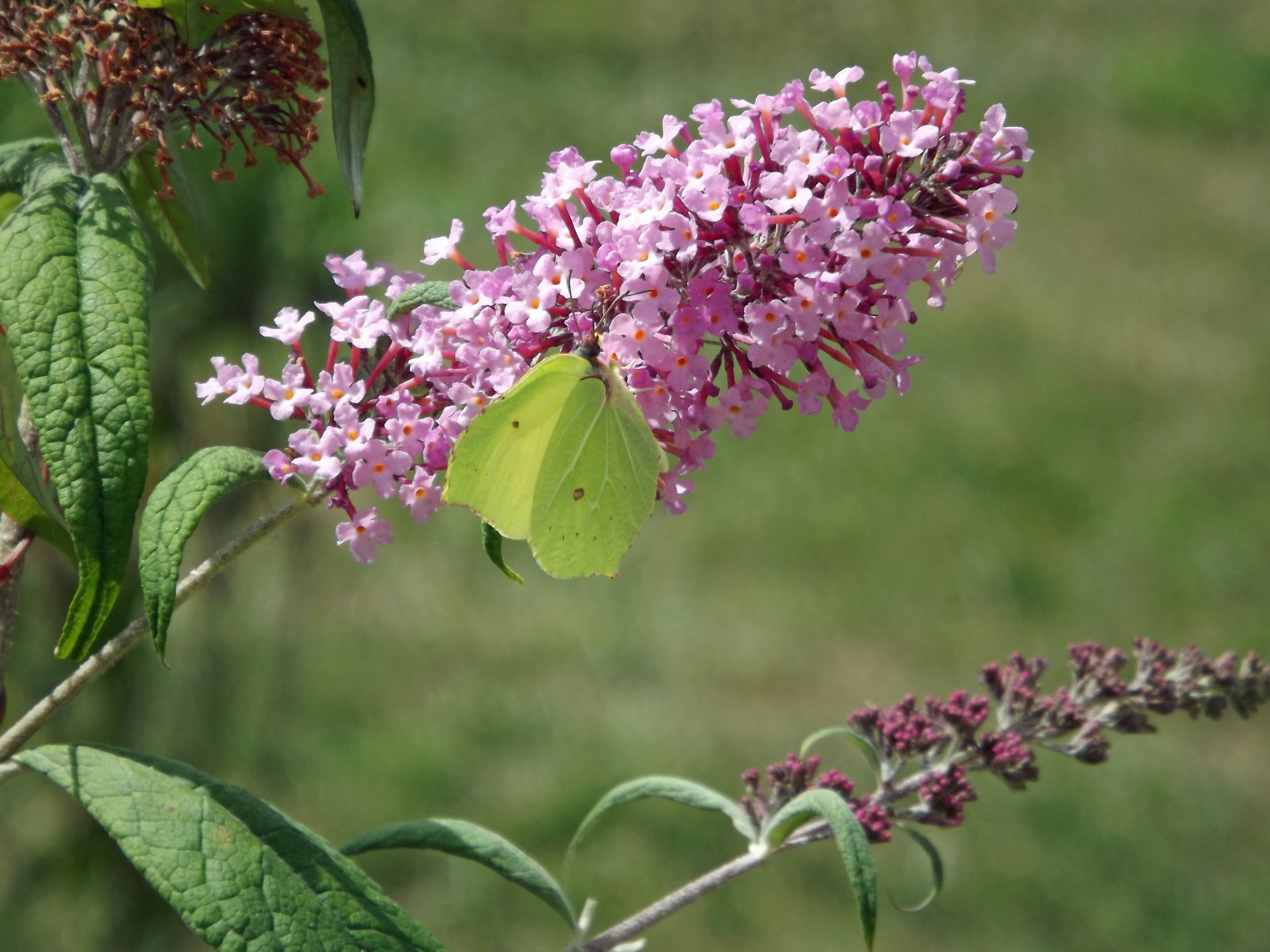 Fonds d'cran Animaux Insectes - Papillons 