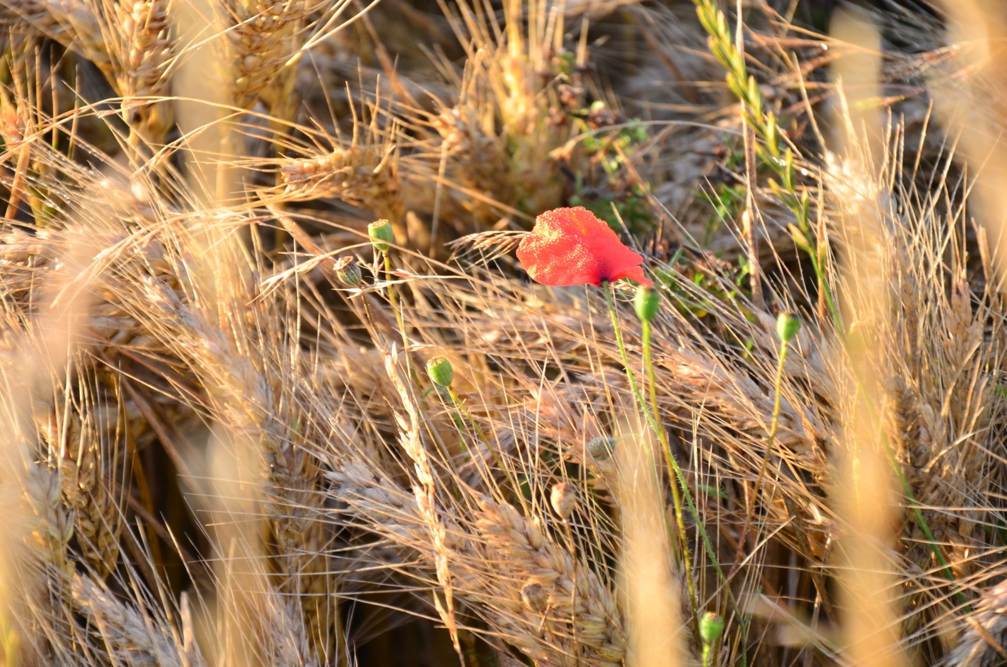 Fonds d'cran Nature Champs - Prairies 