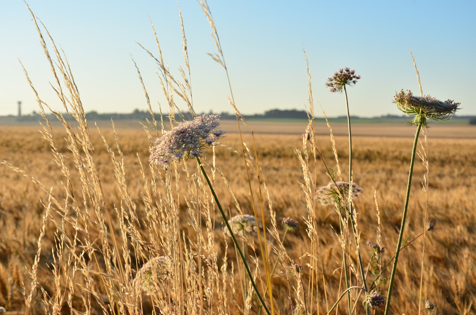 Fonds d'cran Nature Champs - Prairies 