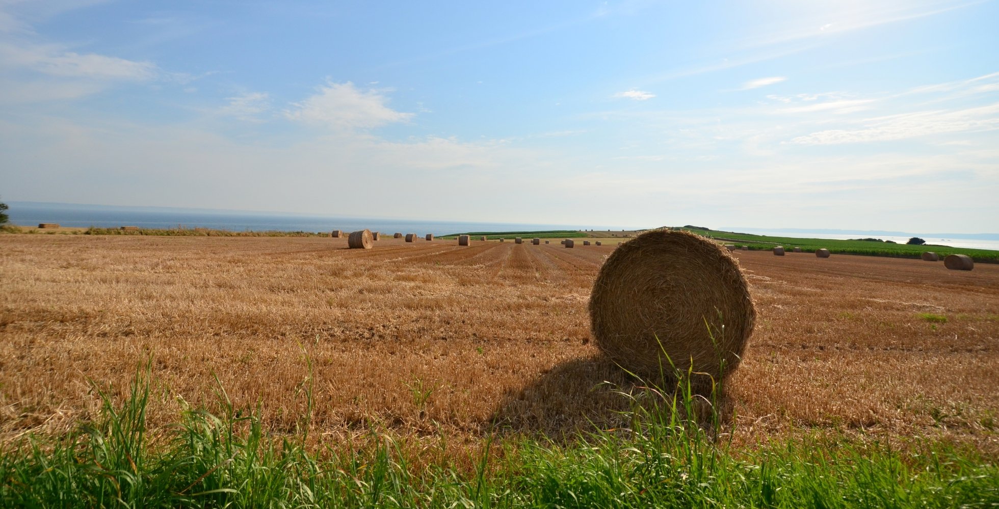 Fonds d'cran Nature Champs - Prairies 