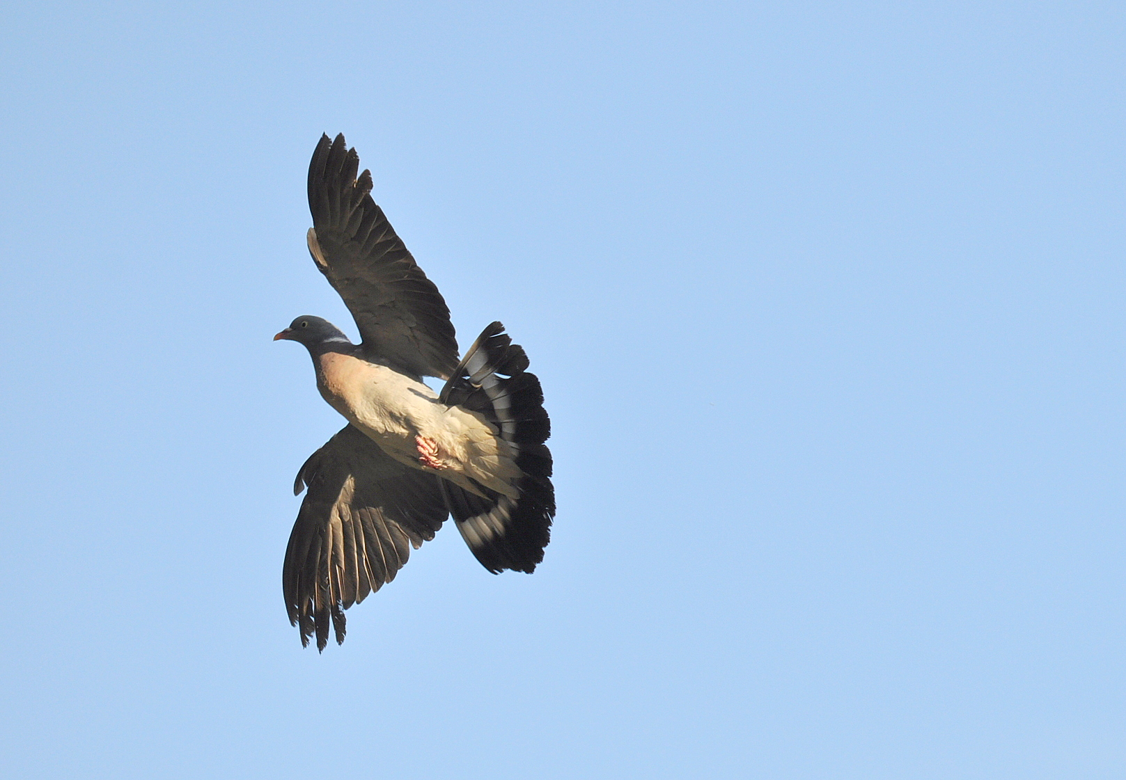 Fonds d'cran Animaux Oiseaux - Pigeons et Tourterelles Pigeon ramier ou Palombe dans le sud ouest 