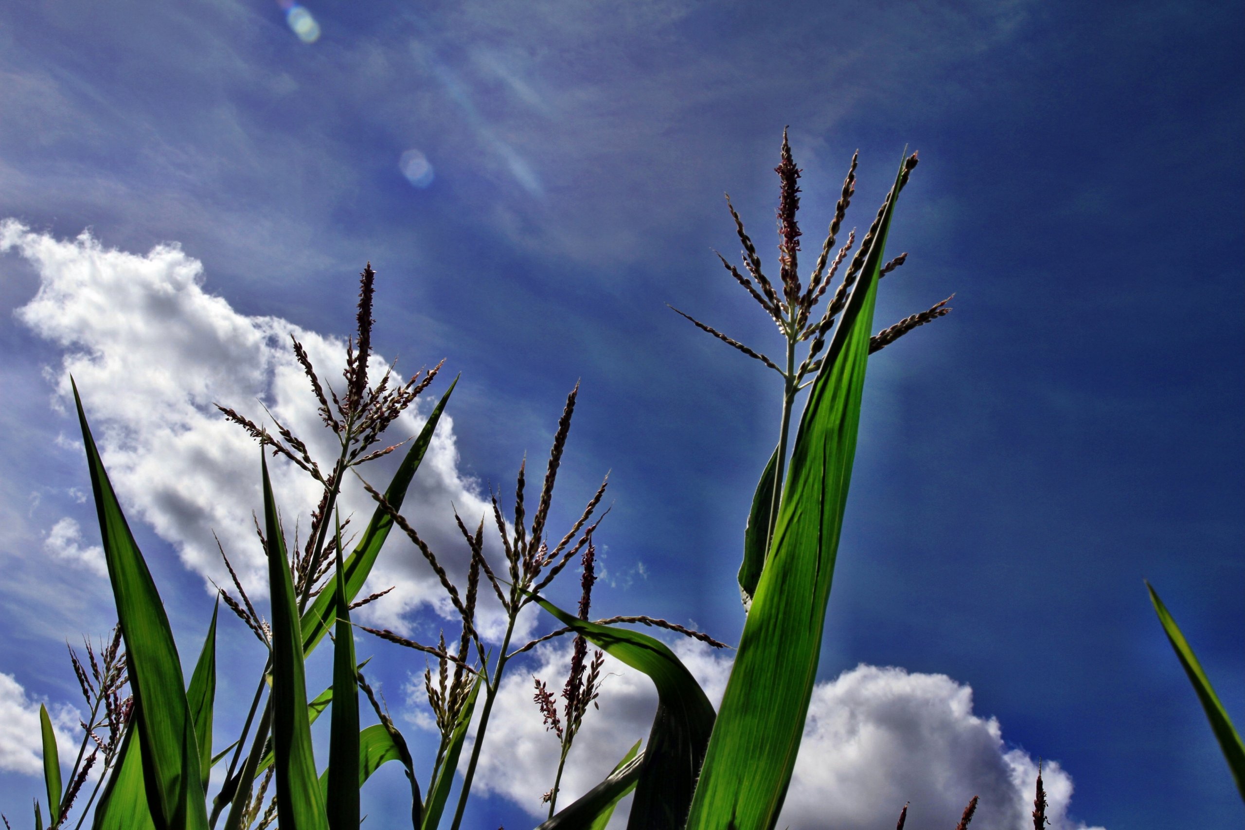 Wallpapers Nature Plants - Shrubs 