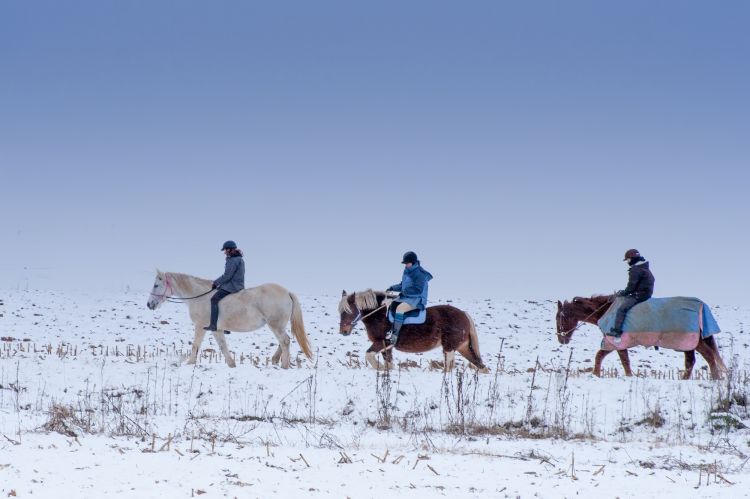 Fonds d'cran Animaux Chevaux balade  cheval dans la neige