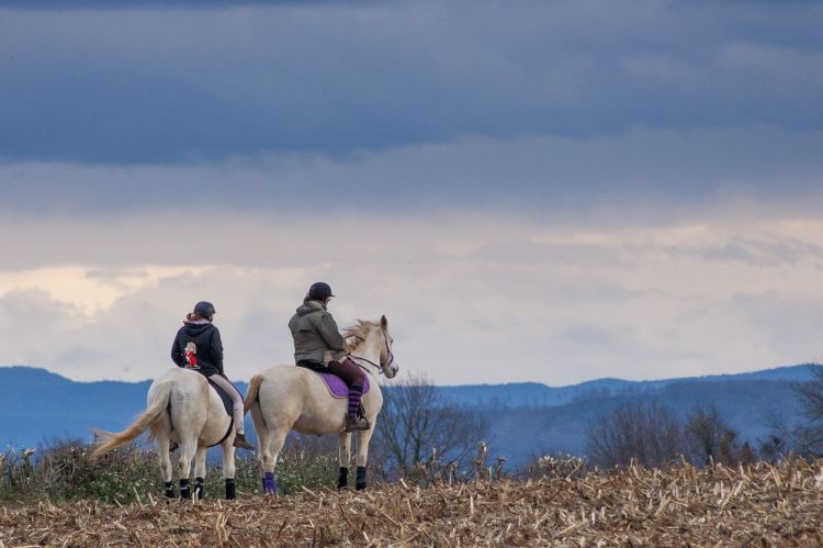 Fonds d'cran Animaux Chevaux  cheval dans la plaine