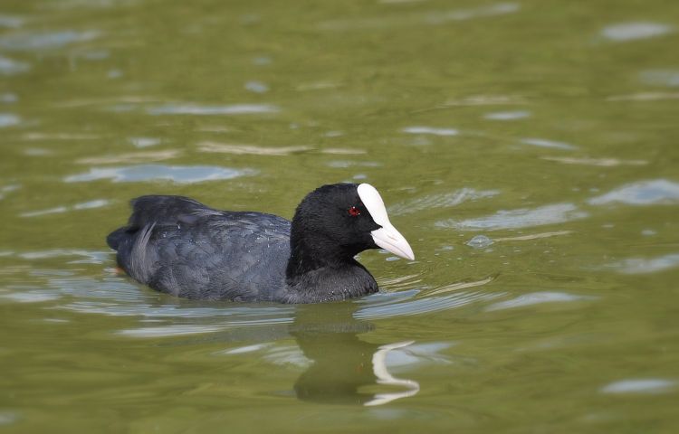 Fonds d'cran Animaux Oiseaux - Foulques Foulque