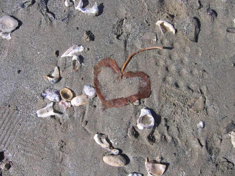 Wallpapers Nature Shells un coeur echoue sur la plage