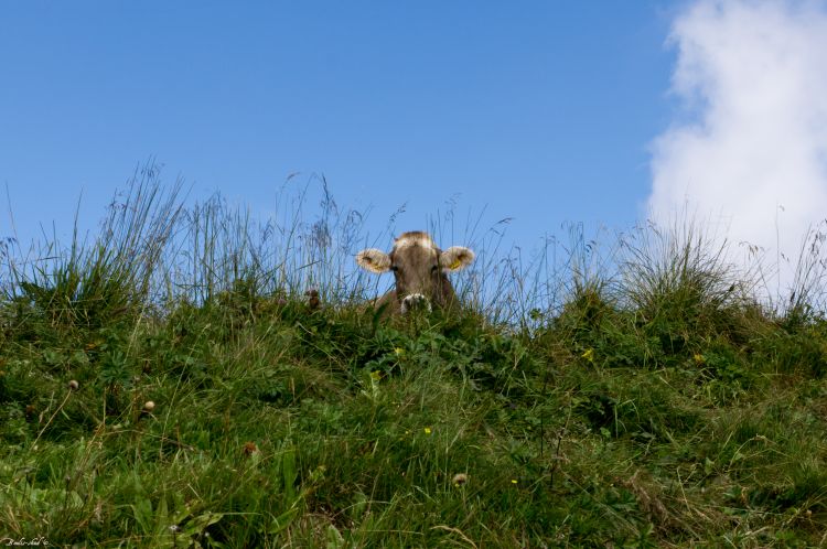 Wallpapers Animals Cows - Bulls - Beef Panoramawelt -- Alpes Suisse