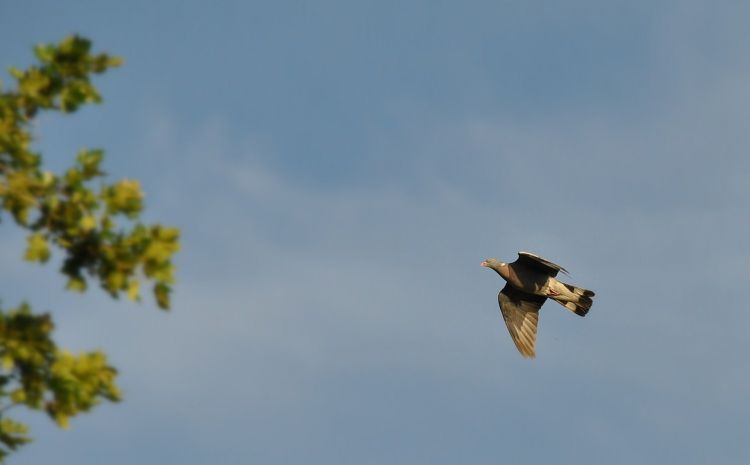 Fonds d'cran Animaux Oiseaux - Pigeons et Tourterelles Palombe au coucher du soleil 