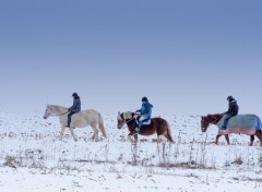  Animaux balade  cheval dans la neige