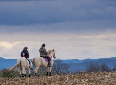  Animaux  cheval dans la plaine