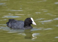  Animaux Foulque