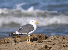  Animaux Goland