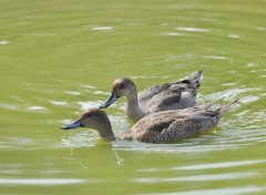  Animaux Pilet femelles 