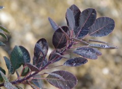  Nature arbuste cotinus