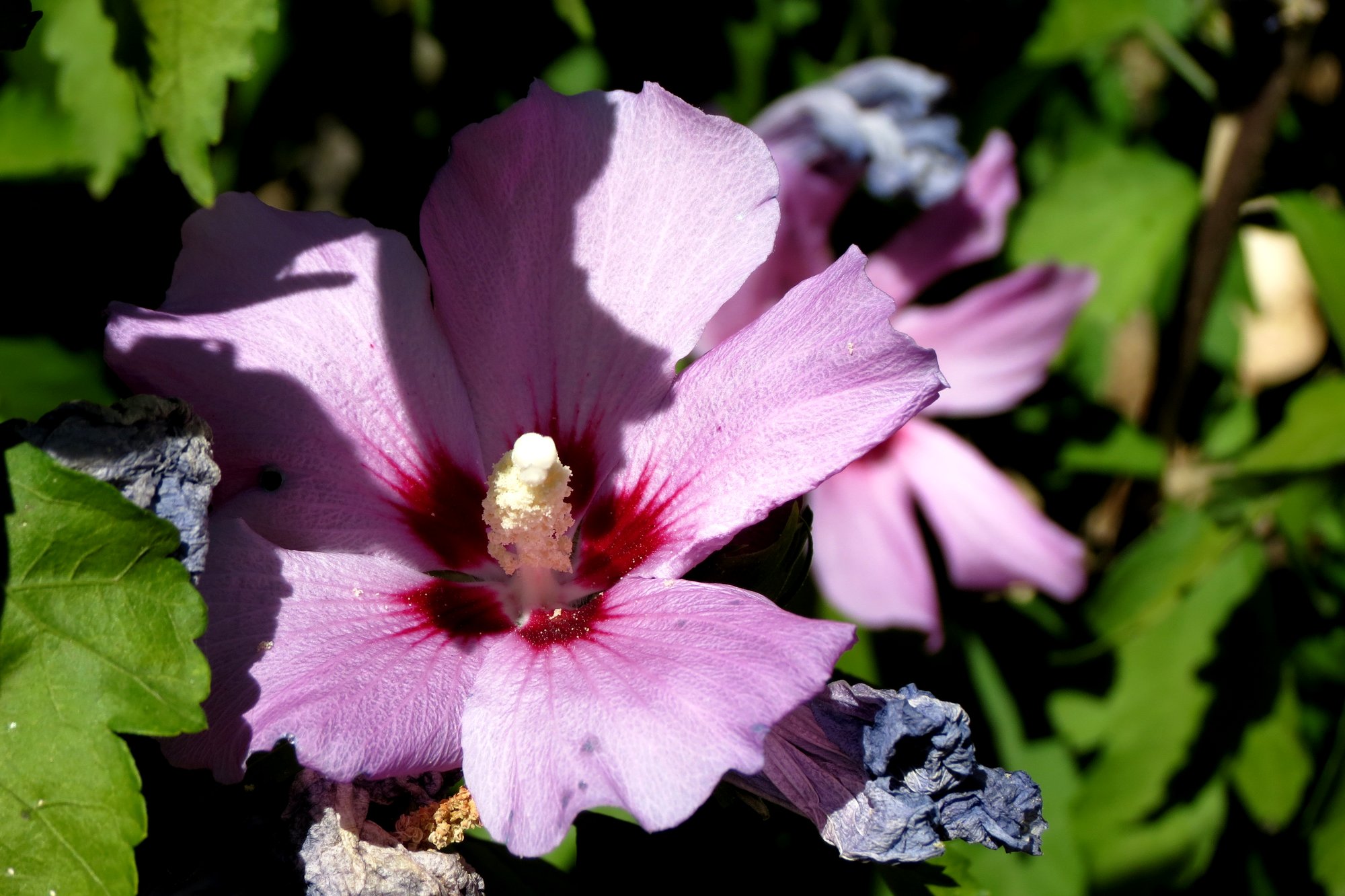 Fonds d'cran Nature Fleurs 