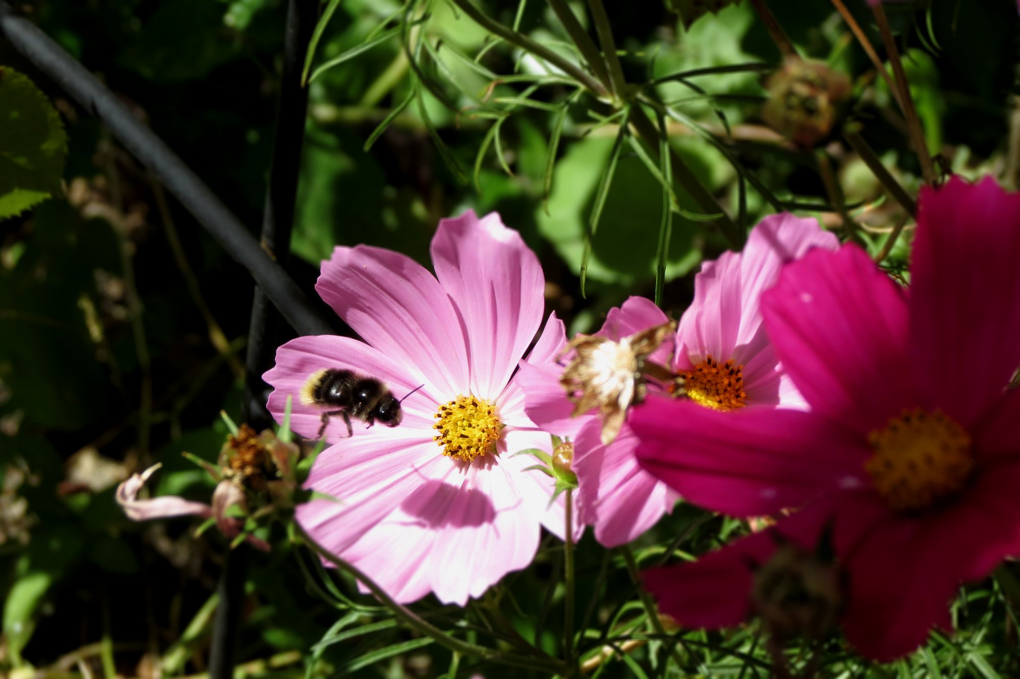 Fonds d'cran Nature Fleurs 