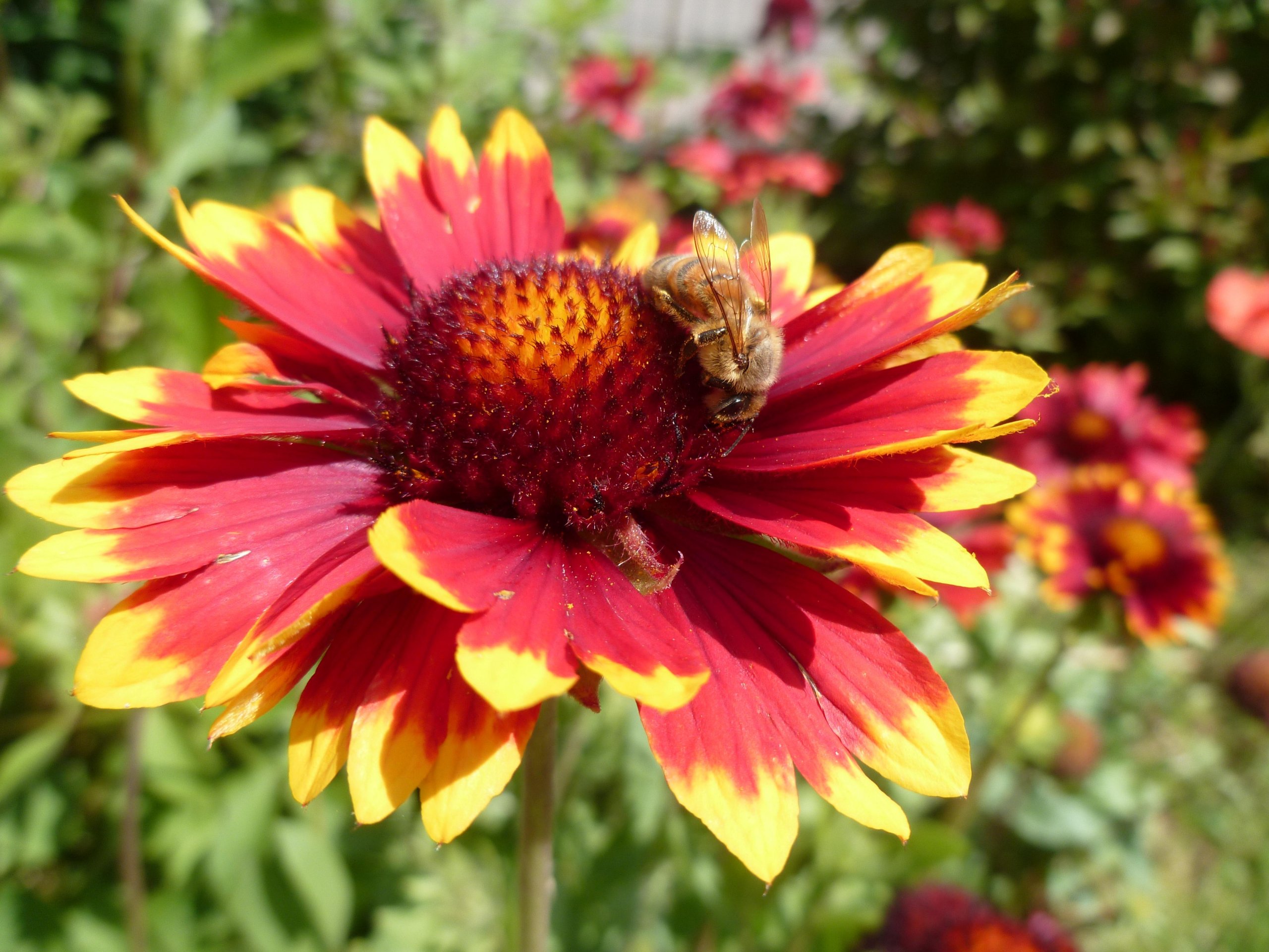 Fonds d'cran Animaux Insectes - Abeilles Gupes ... 