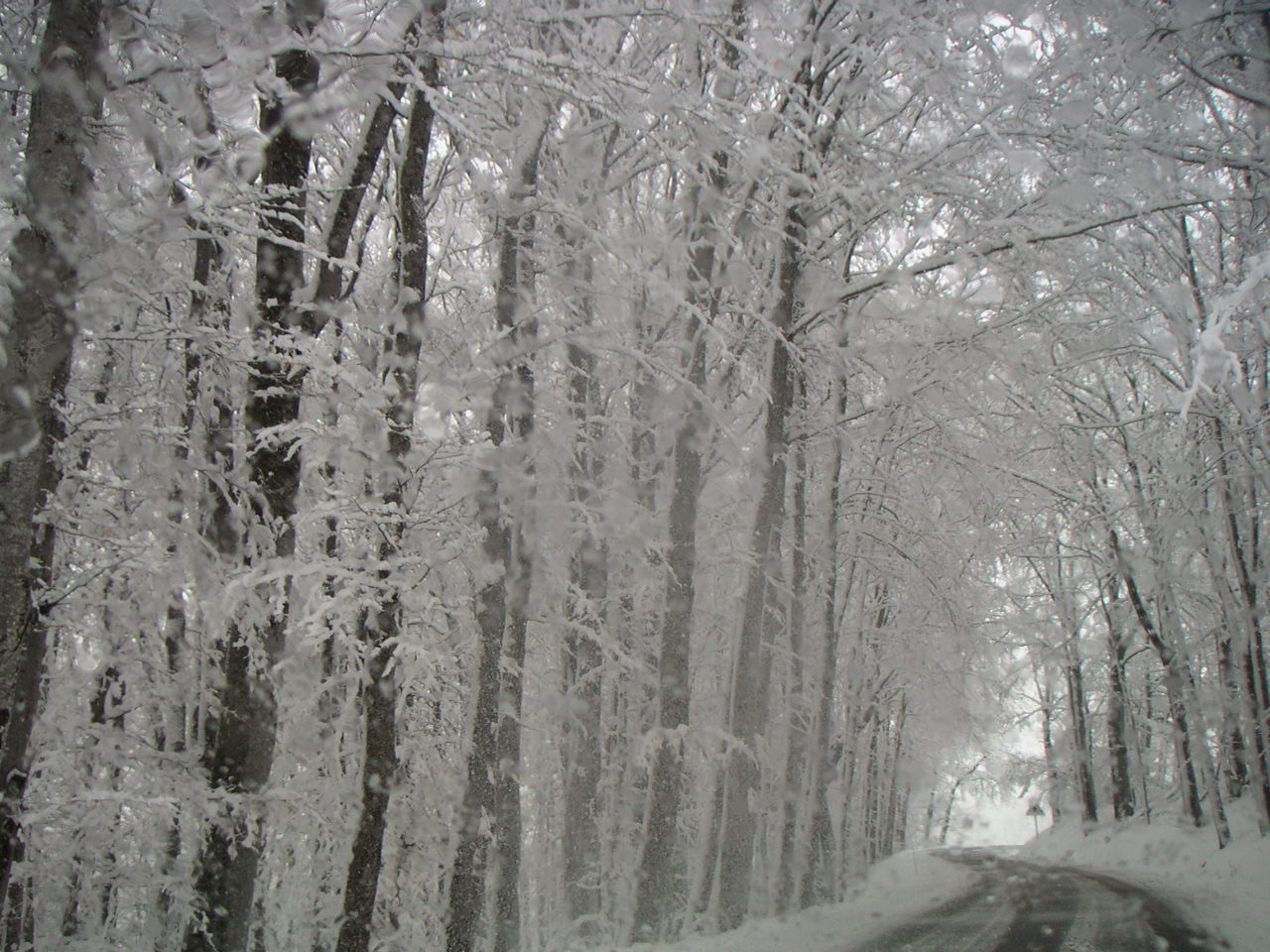 Wallpapers Nature Trees - Forests 