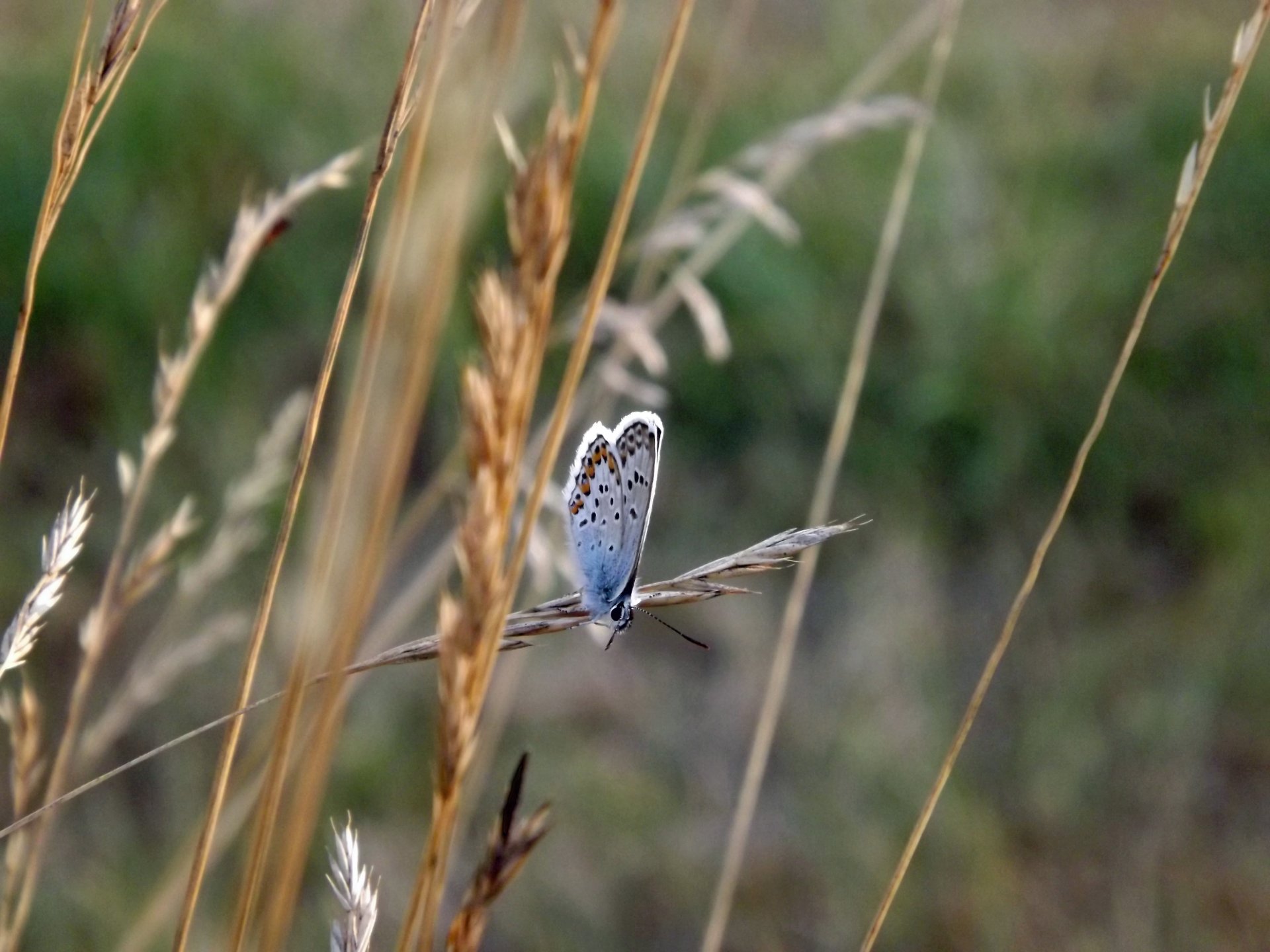 Fonds d'cran Animaux Insectes - Papillons papillons