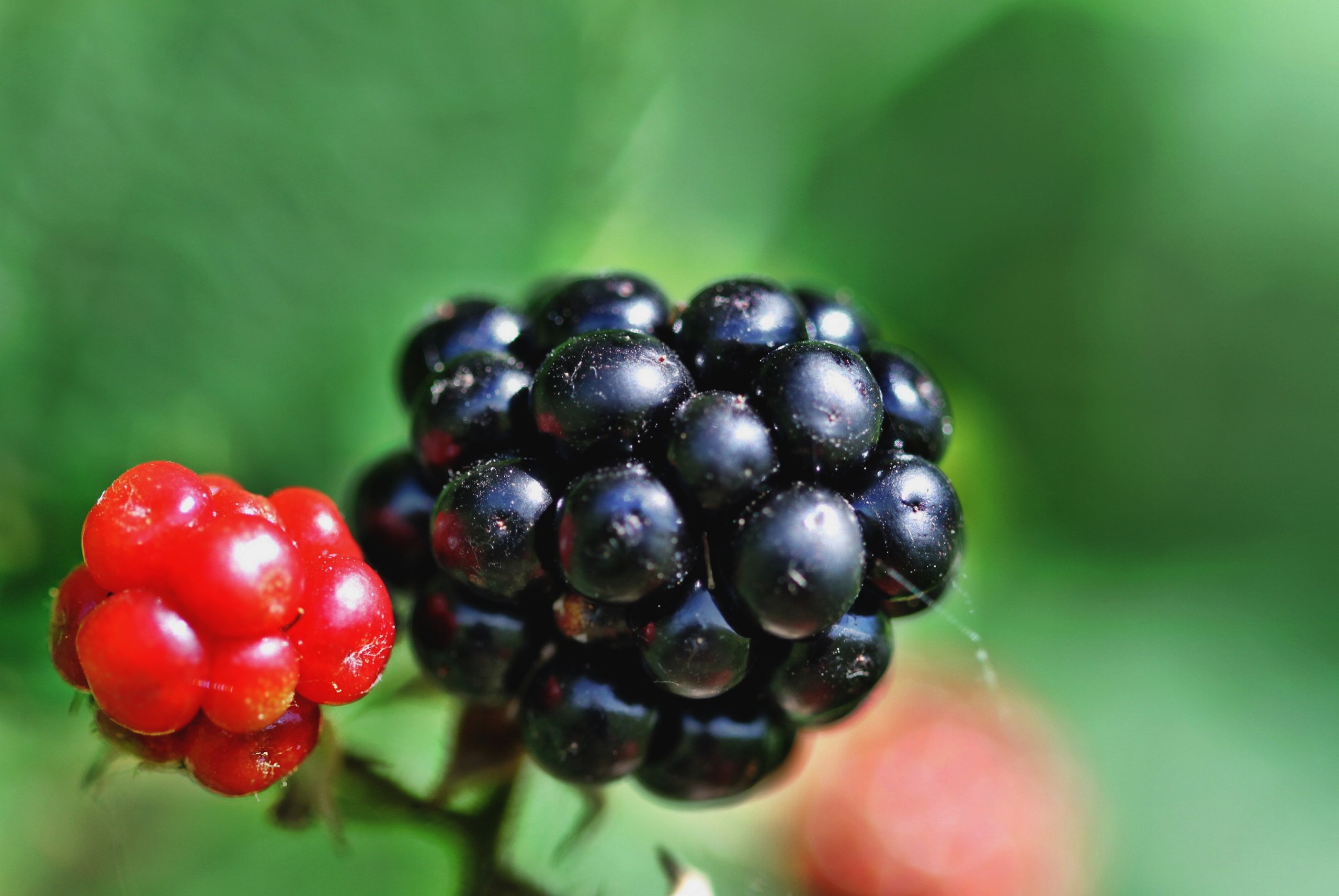 Wallpapers Nature Fruits 