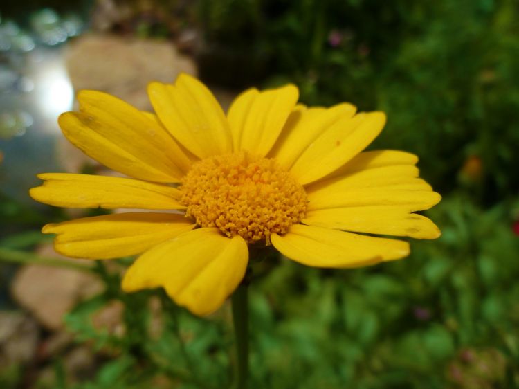 Wallpapers Nature Flowers Margueritte