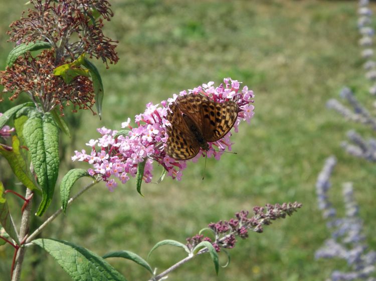 Fonds d'cran Animaux Insectes - Papillons papillons