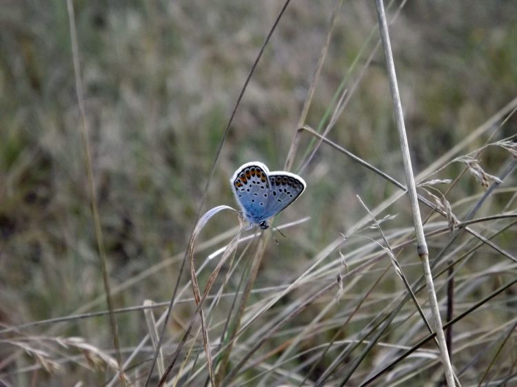 Fonds d'cran Animaux Insectes - Papillons papillons