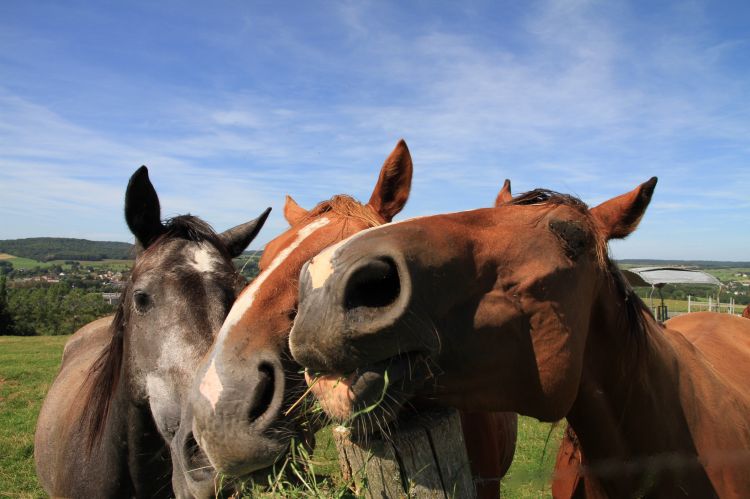 Fonds d'cran Animaux Chevaux Wallpaper N311285