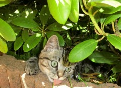  Animaux pas mauvais finalement