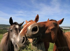  Animaux Image sans titre N311285