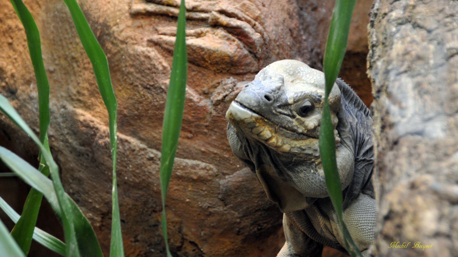 Fonds d'cran Animaux Lzards - Iguanes Un gros lézard !