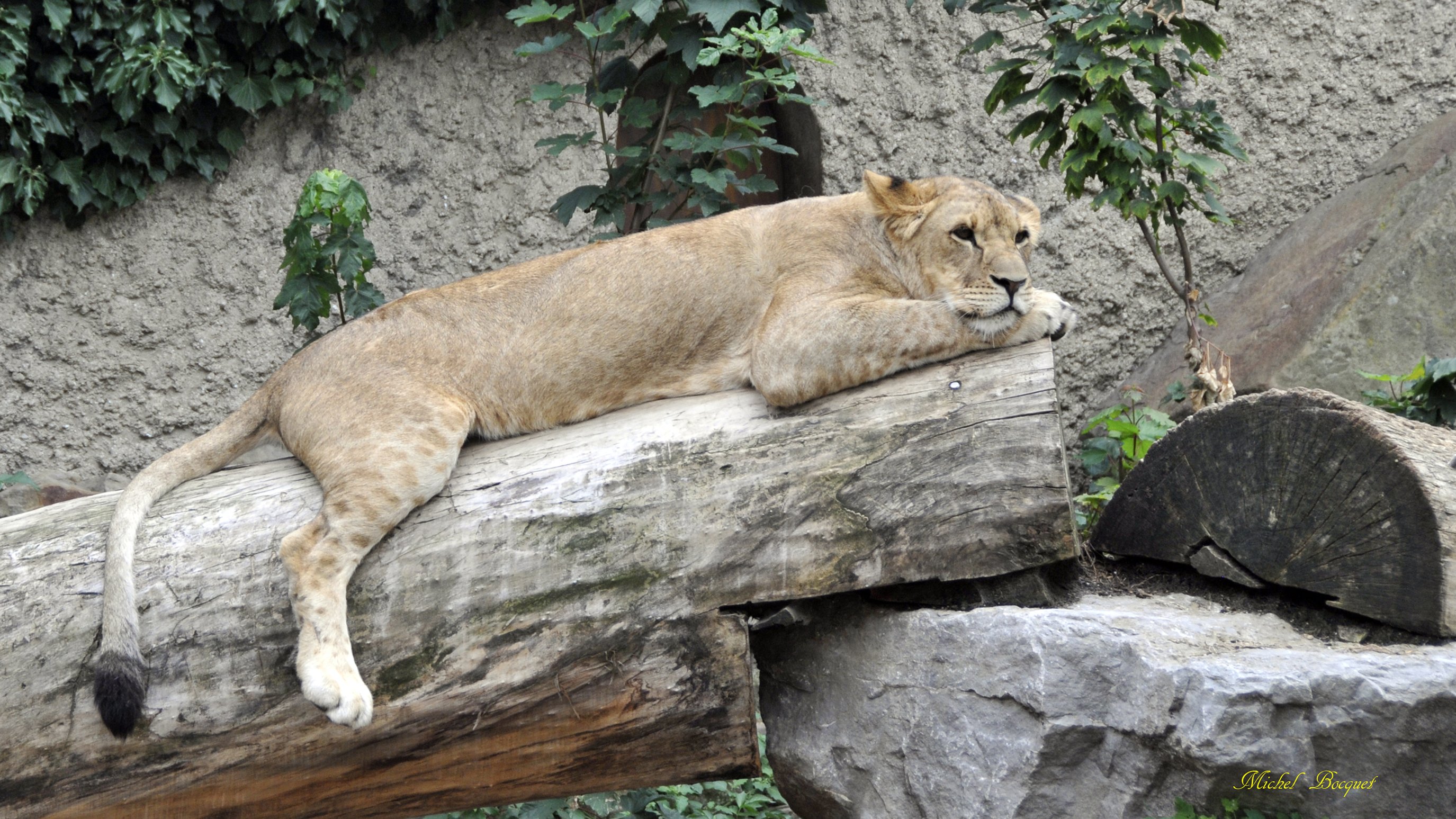 Wallpapers Animals Felines - Lions Lionne du zoo d'Amsterdam