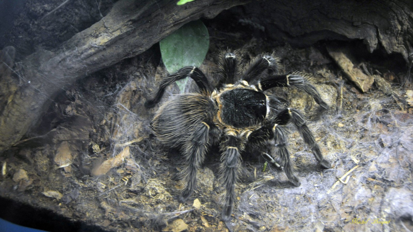 Fonds d'cran Animaux Araignes Mygale du zoo d'Amsterdam