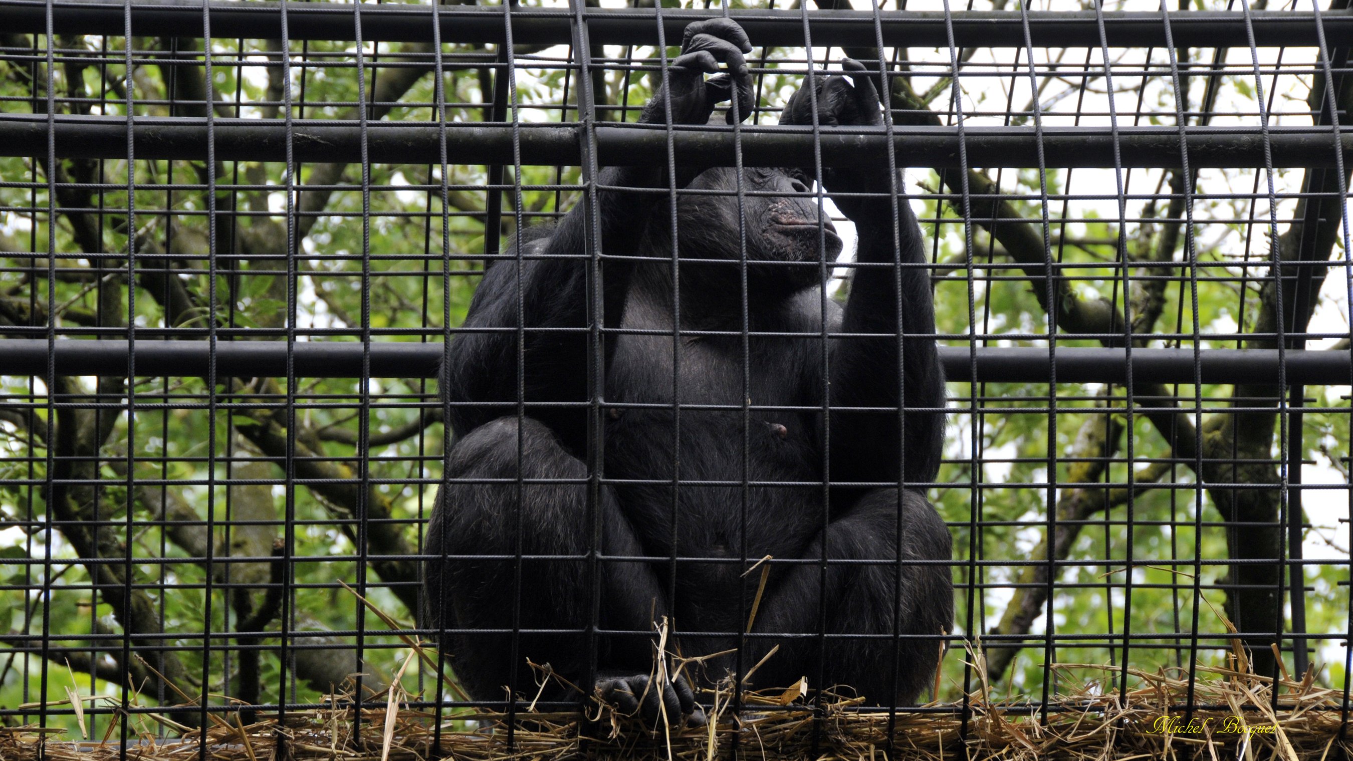 Fonds d'cran Animaux Singes Gorille du zoo d'Amsterdam