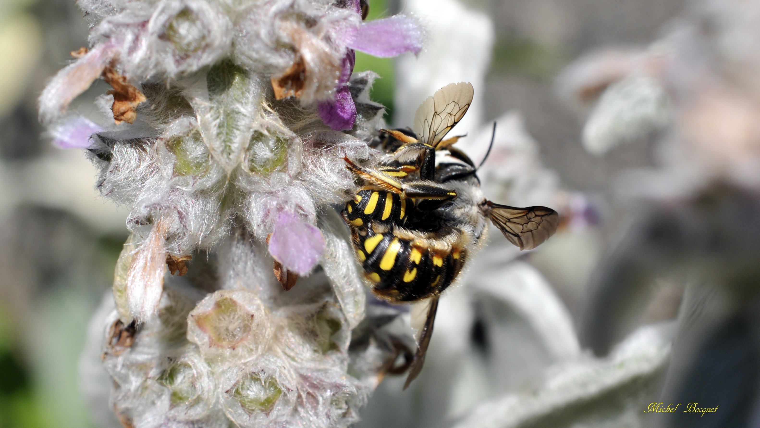 Fonds d'cran Animaux Insectes - Abeilles Gupes ... Accouplement qui ne manque pas de piquant