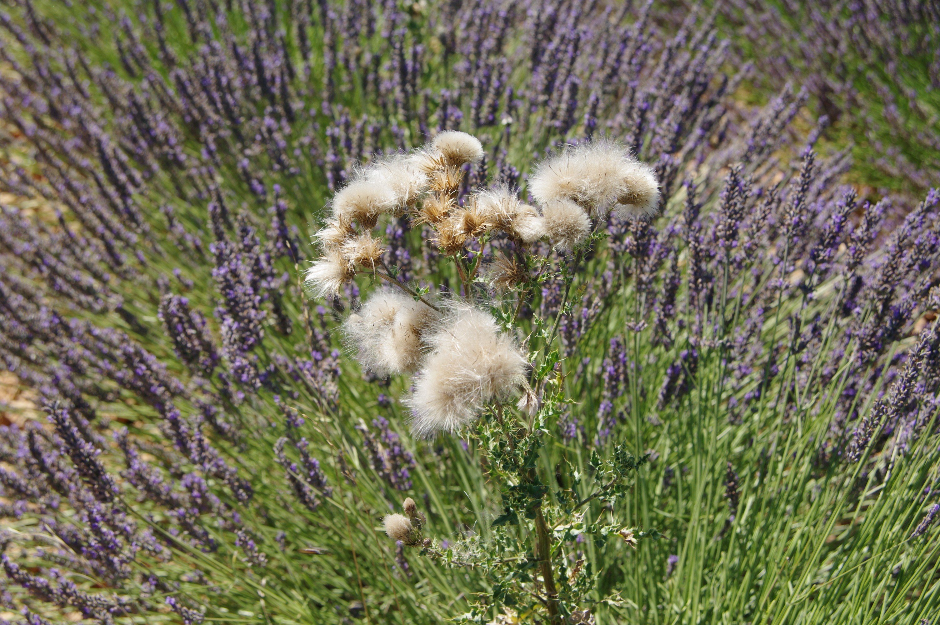 Fonds d'cran Nature Fleurs 