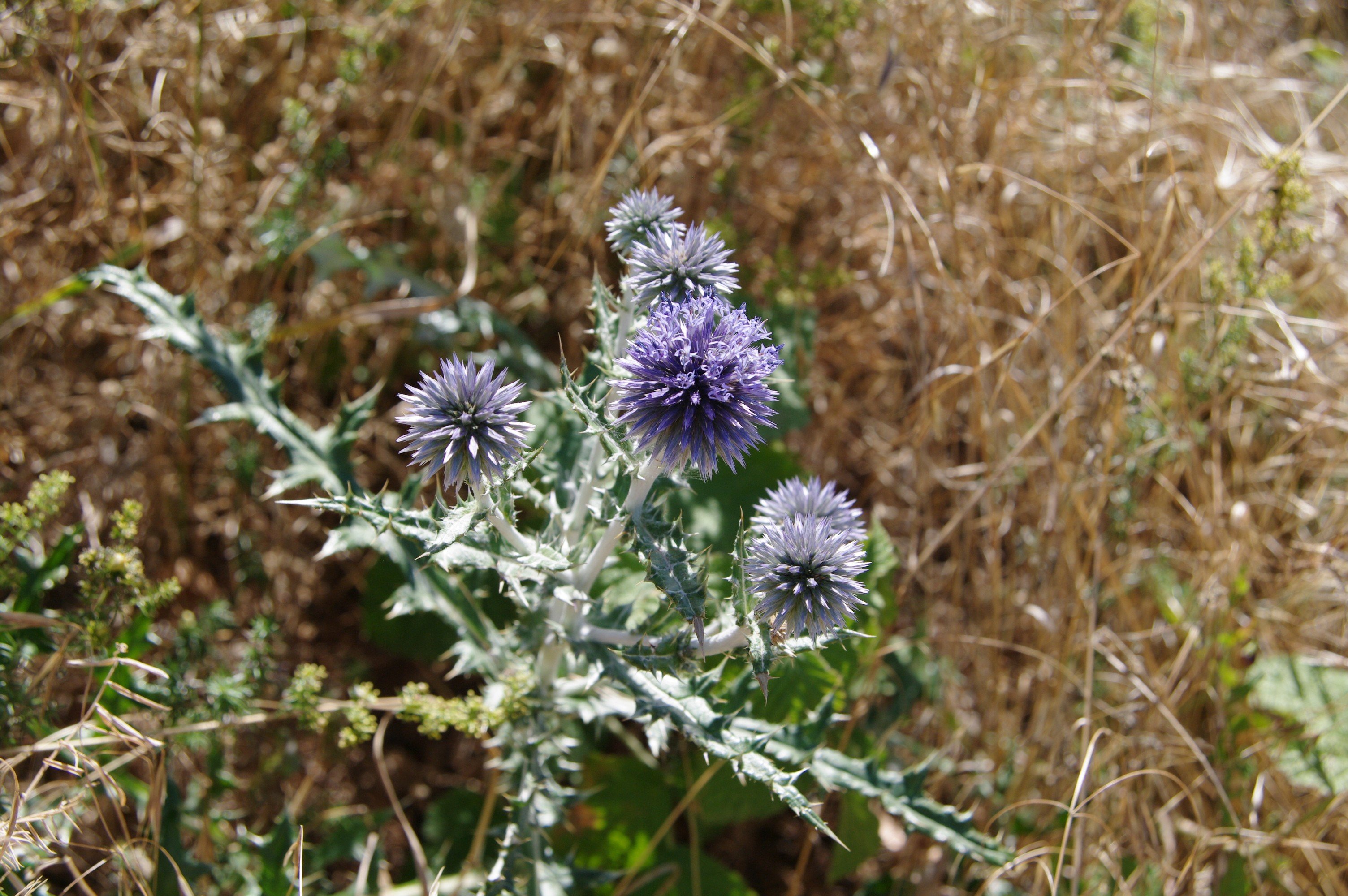 Wallpapers Nature Flowers Chardon Bleue de Provence