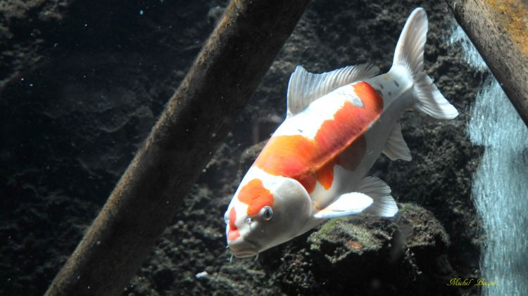 Fonds d'cran Animaux Vie marine - Poissons Poissons du zoo d'Amsterdam